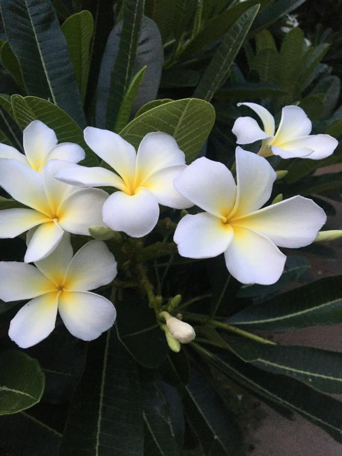 White Butterfly - A Countryside Homestay Thiruvananthapuram Екстериор снимка