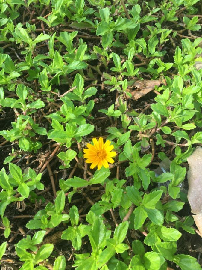 White Butterfly - A Countryside Homestay Thiruvananthapuram Екстериор снимка