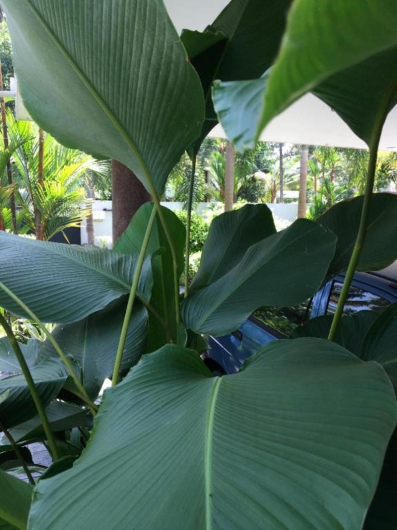 White Butterfly - A Countryside Homestay Thiruvananthapuram Екстериор снимка